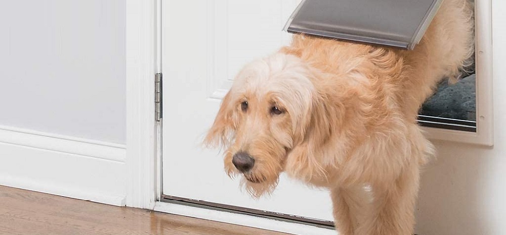 Best Smart Dog Doors