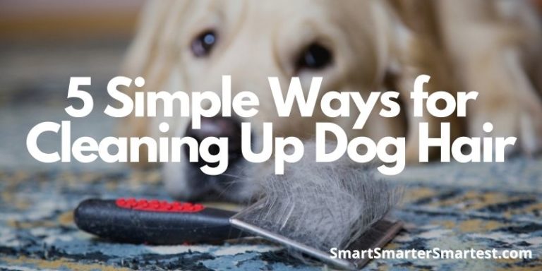 5 Simple Ways for Cleaning Up Dog Hair
