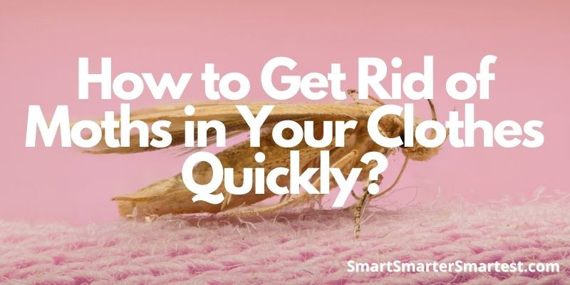 How to Get Rid of Moths in Your Clothes Quickly?